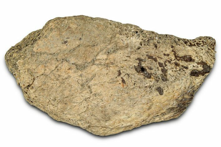 Fossil Dinosaur (Ankylosaurus) Scute - Montana #352281